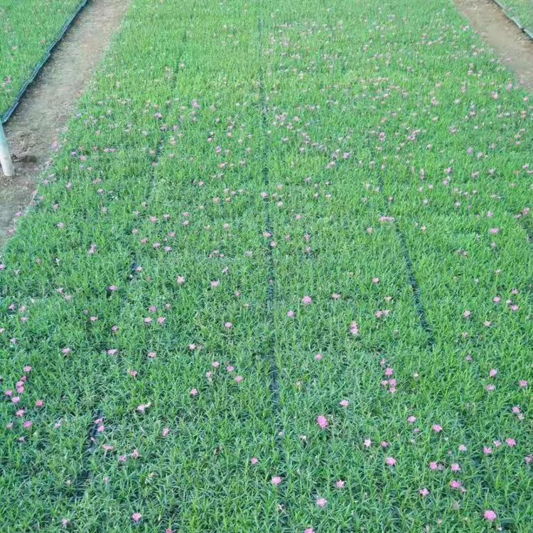 穴盘小苗基地批发 穴盘小苗批发销售 苗圃专用