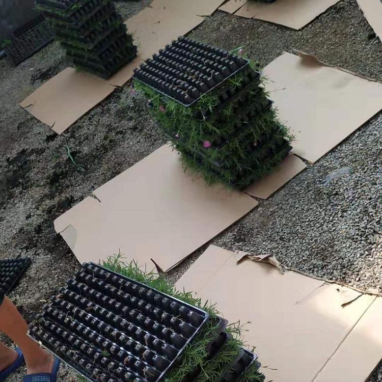 穴盘小苗山东基地批发 穴盘小苗批发销售 苗圃专用