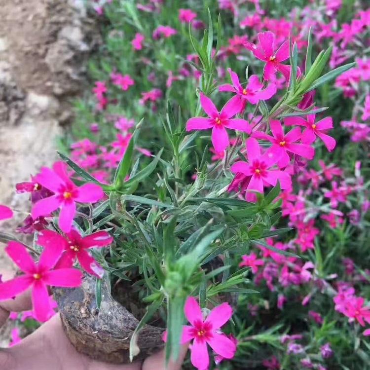 花海景观专用花卉芝樱 芝樱花海景观 宿根花卉芝樱批发