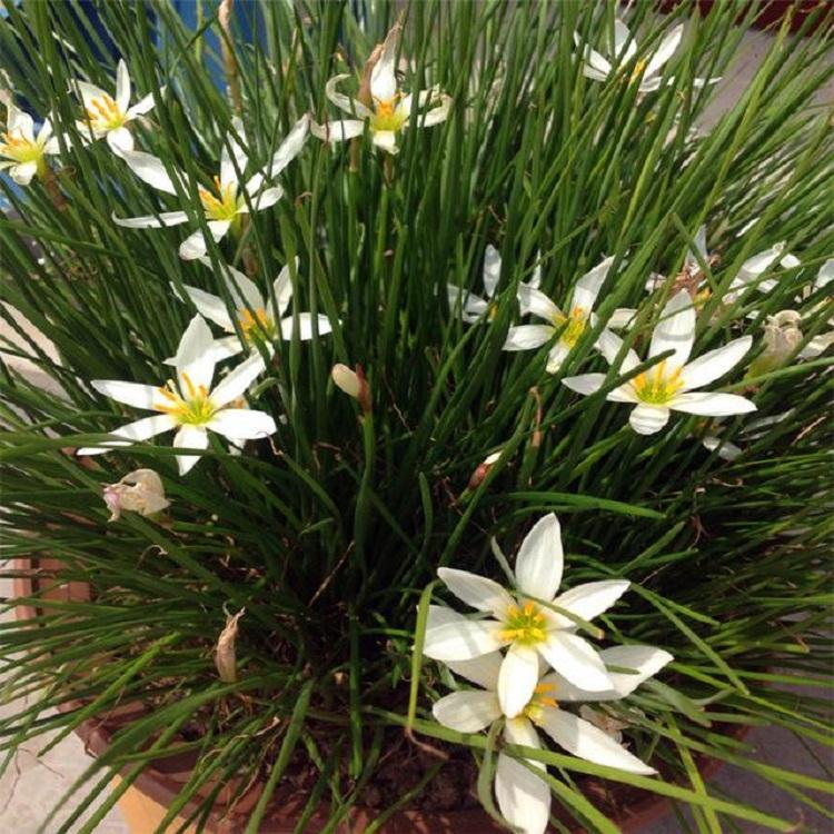 山东青州粉花葱兰基地批发 价格