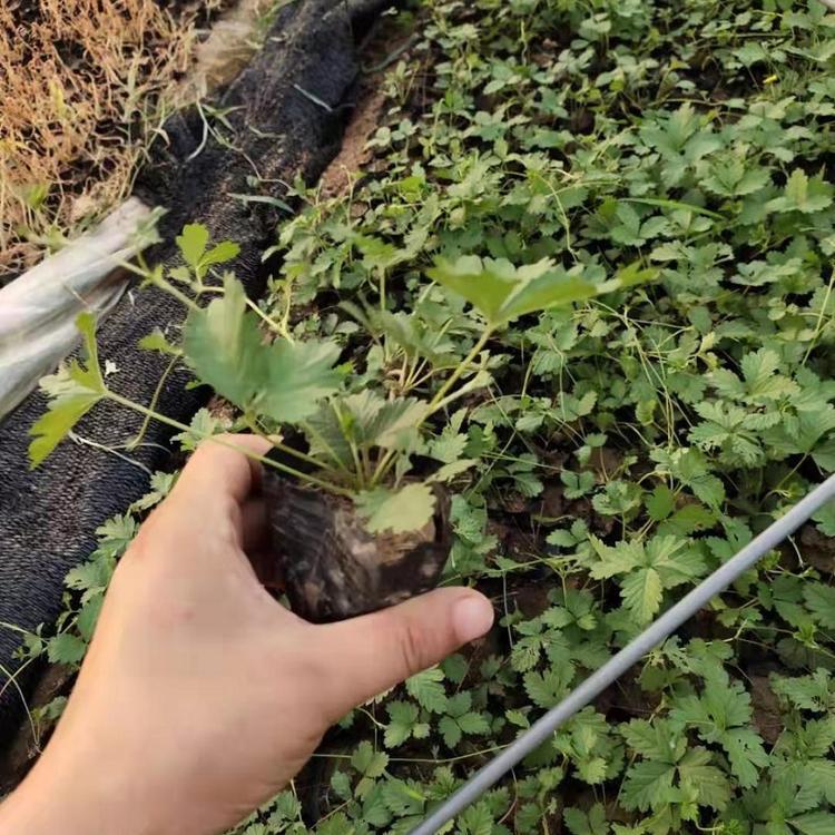 三叶委陵菜 五叶委陵菜 青州伟达花卉委陵菜种植基地