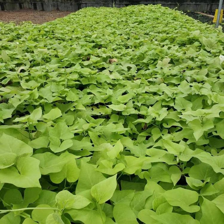 青州金叶薯 金叶薯基地 草花基地批发金叶薯种苗