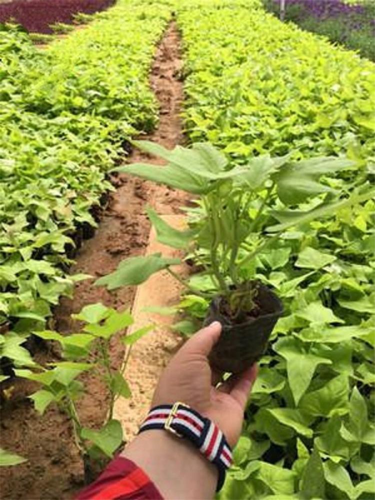 基地批发金叶薯小苗 金叶薯基地 青州金叶薯