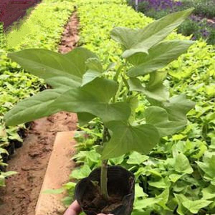 山东金叶薯 金叶薯价格 观赏植物金叶薯种苗