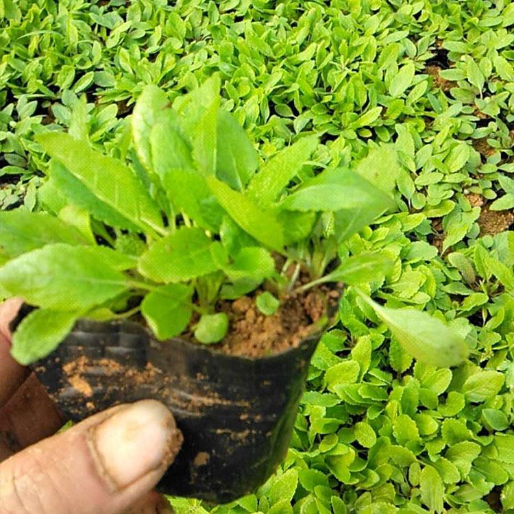鼠尾草种植 凯洋鼠尾草培育