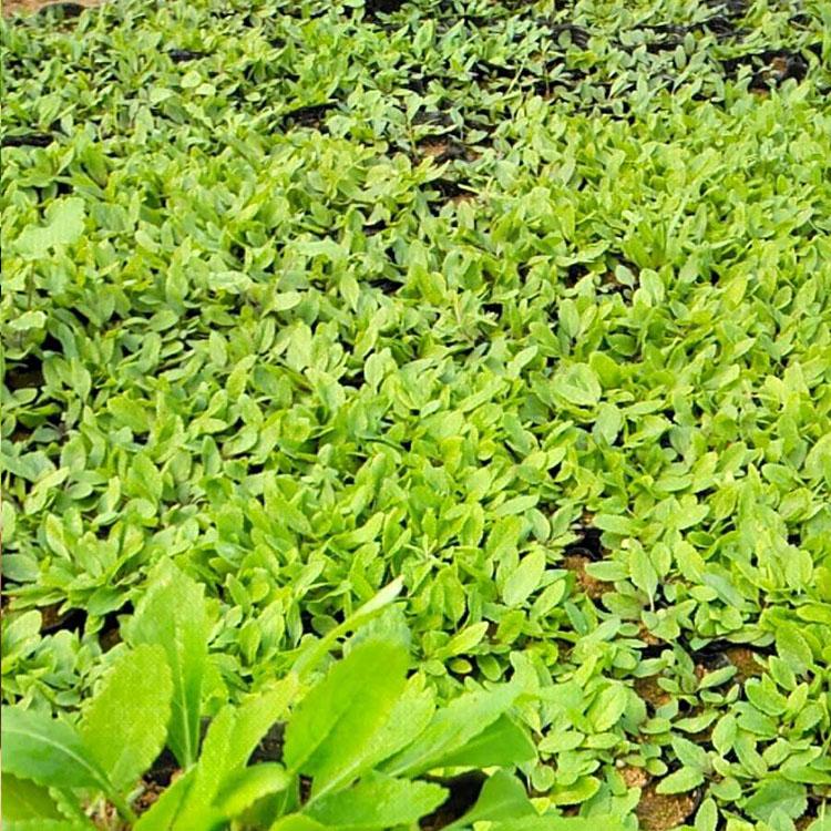 鼠尾草报价 大量现货鼠尾草供应