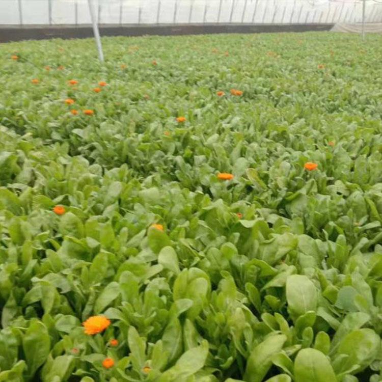金盏菊 山东金盏菊价格 批发金盏菊 禹阳花卉种植基地