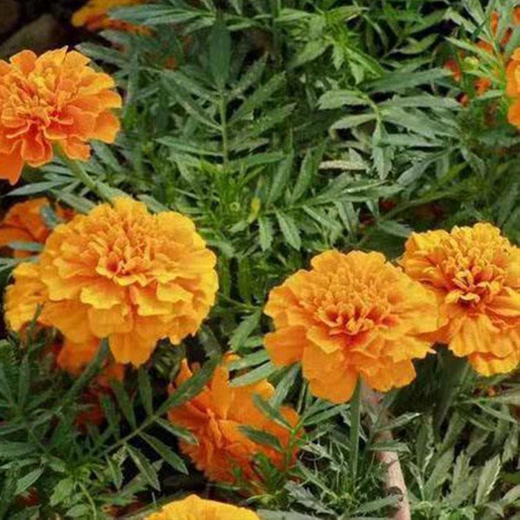 批发金盏菊 青州禹阳金盏菊基地种植 量大从优