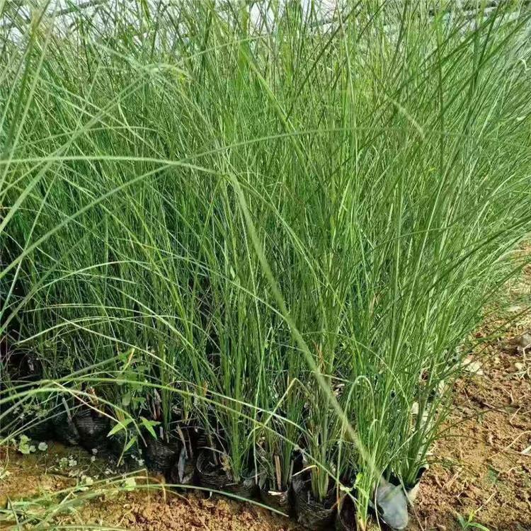 细叶芒供应 细叶芒小苗苗圃直供