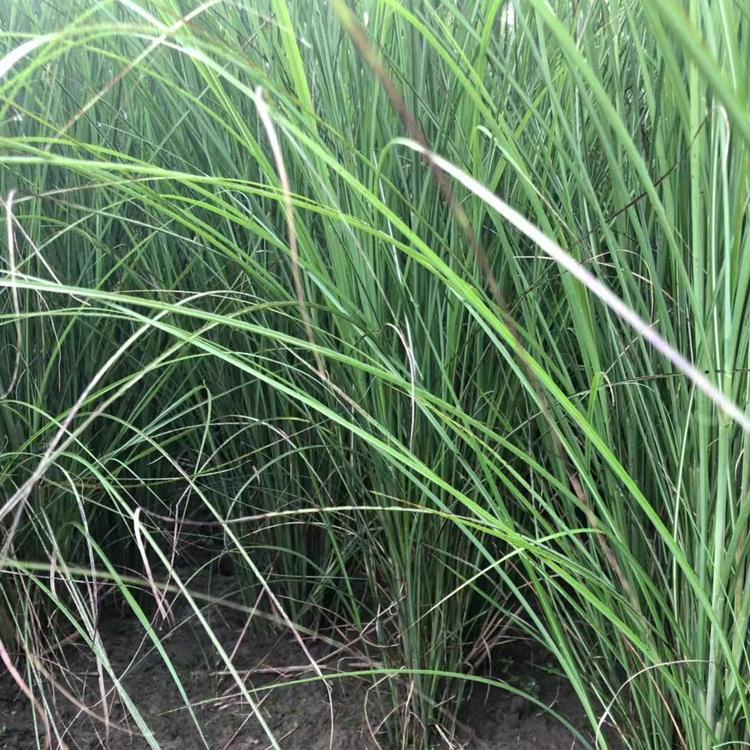 细叶芒批发 细叶芒绿化小苗生产商