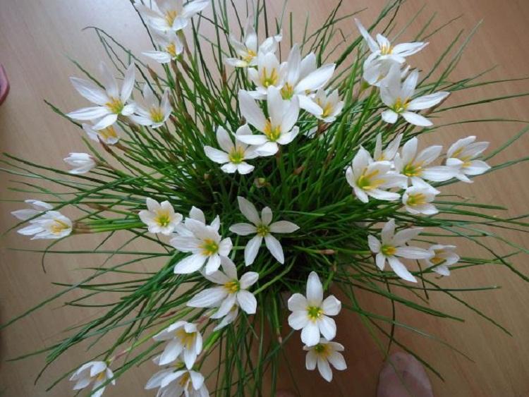 小区绿化花带葱兰小苗 白花菖蒲莲 肝风草 韭菜连 玉帘批发基地