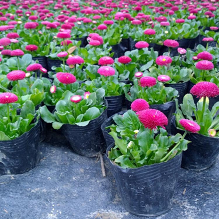 青州草花  雏菊