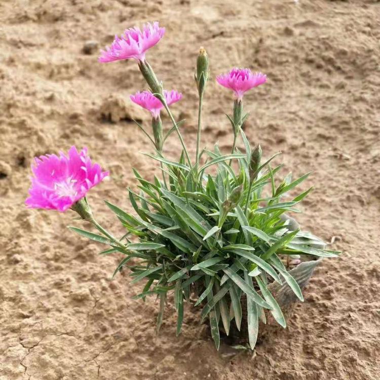 花海打造地被石竹欢迎来电询价