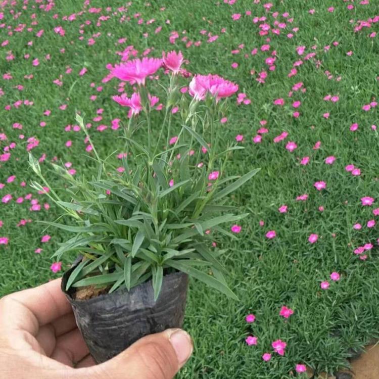 花海打造欧石竹欢迎来电询价
