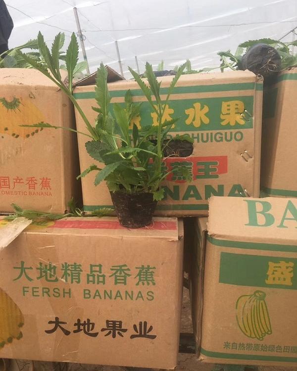 河南柳叶马鞭草 河北柳叶马鞭草基地  山东柳叶马鞭草总部 柳叶马鞭草花海专用苗