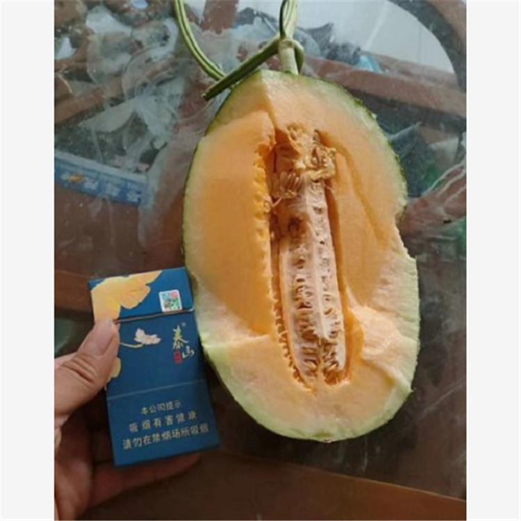哈密瓜种子  大果型哈密瓜种子   潍坊哈密瓜种子  田骏 供应