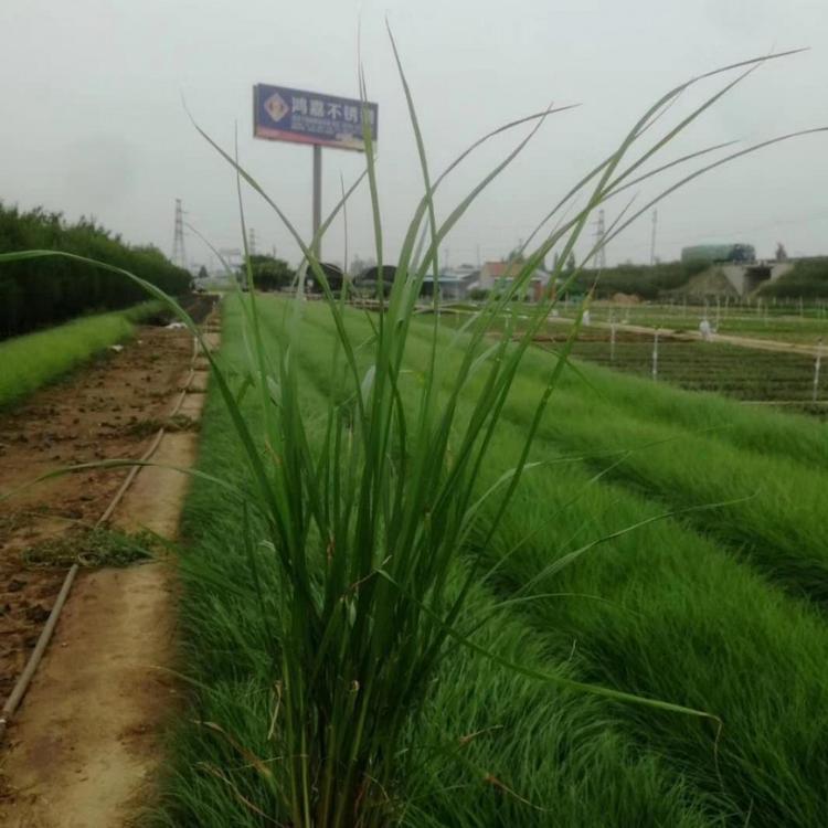 观赏草基地 普通狼尾草价格
