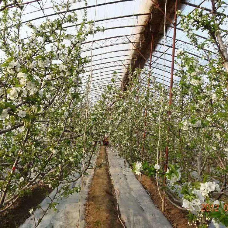 薄膜温室 樱桃种植大棚 薄膜连栋温室供应商 鑫创温室