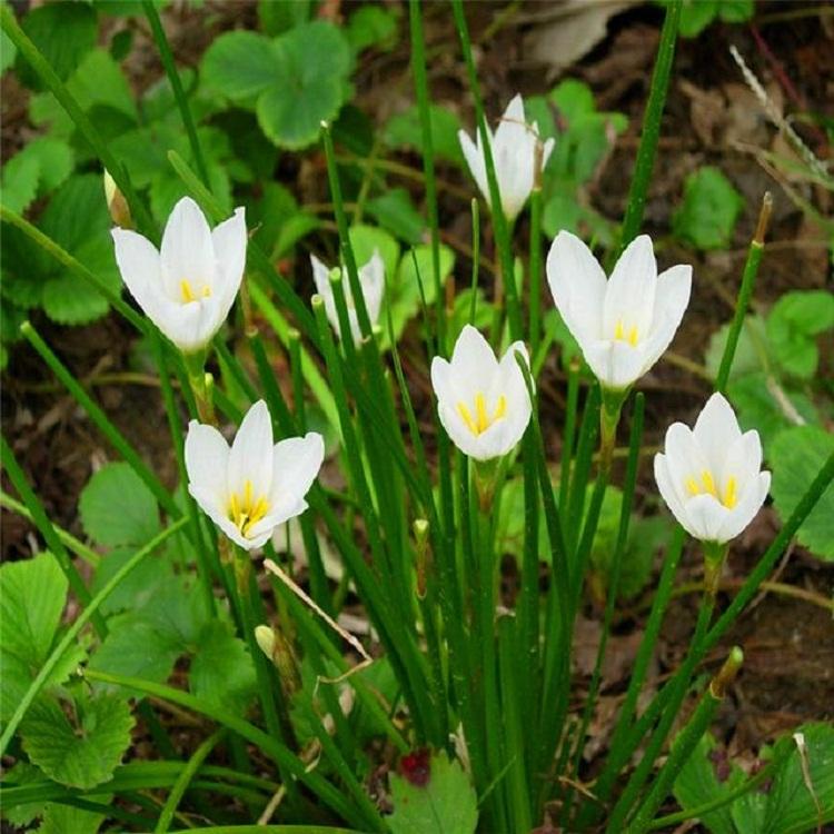 批发园林绿化葱兰 花坛栽植粉花葱兰点缀小苗 粉花葱兰价格