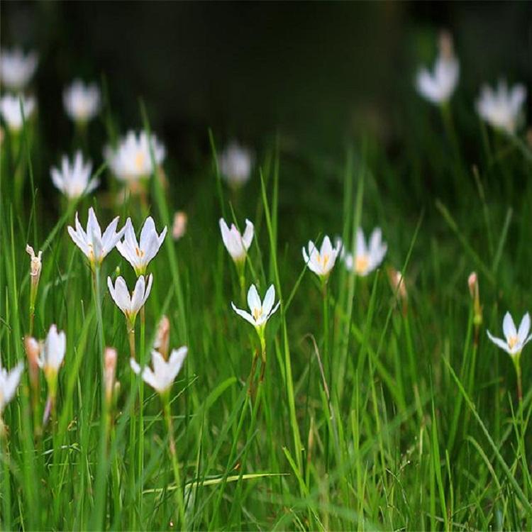 粉花葱兰价格