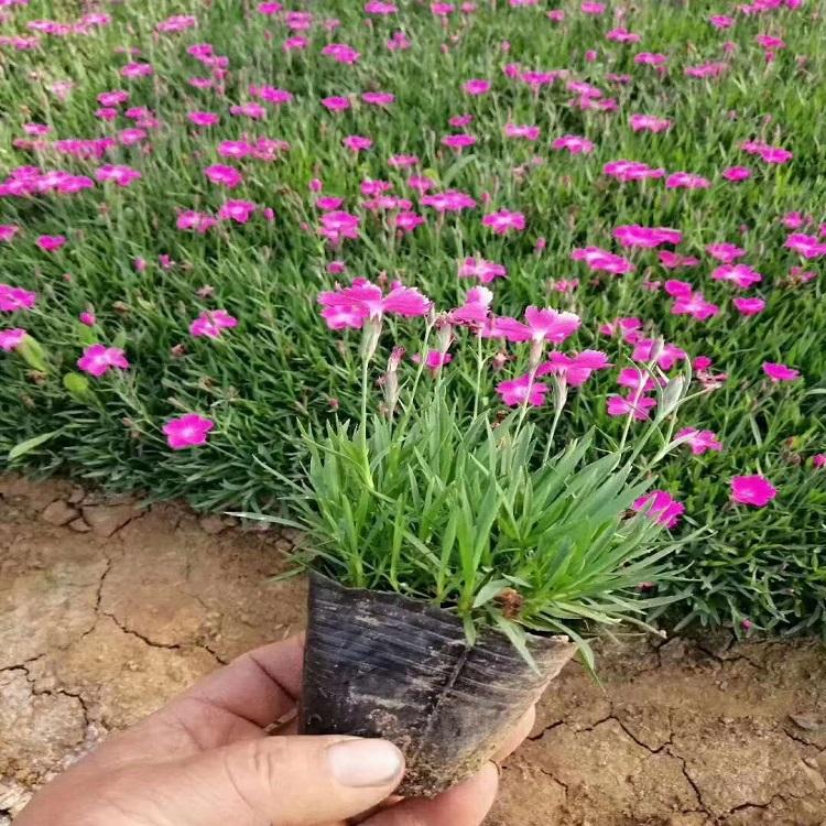 营养杯欧石竹价格  营养杯欧石竹基地
