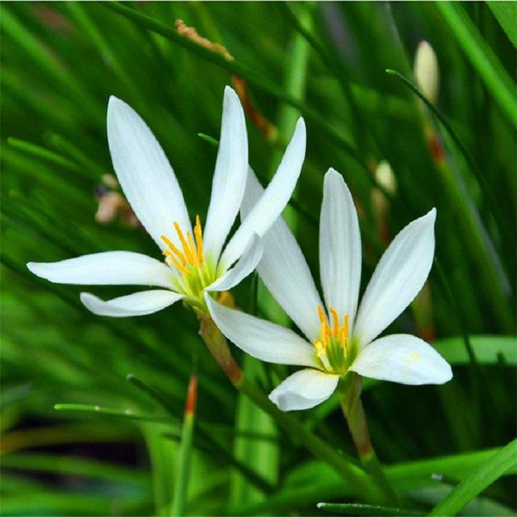 粉花葱兰  江苏粉花葱兰基地 青州粉花葱兰批发