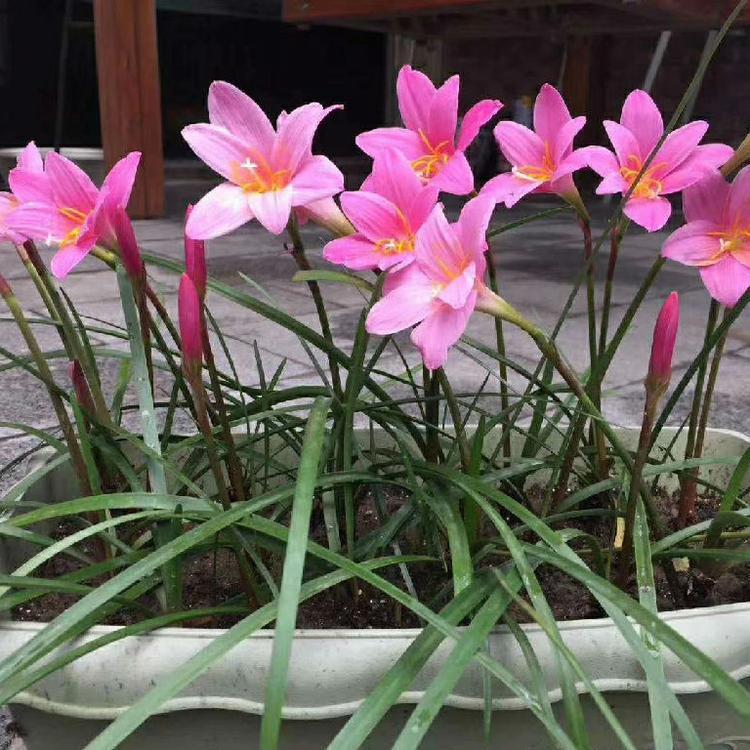 青州宿根花卉 葱兰价格 葱兰厂家批发 欣美园艺