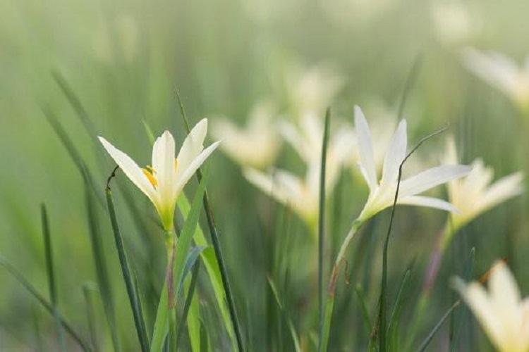 青州欣美园艺 葱兰花带种植 葱兰种植基 ,鄢陵葱兰