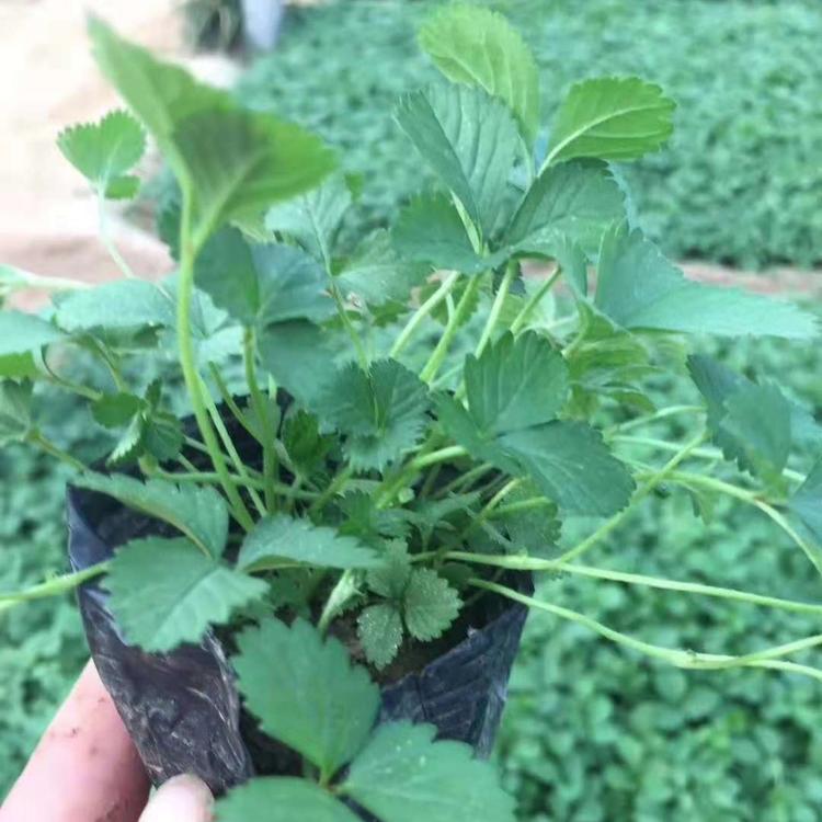 青州现货蛇莓售销处  蛇莓价格