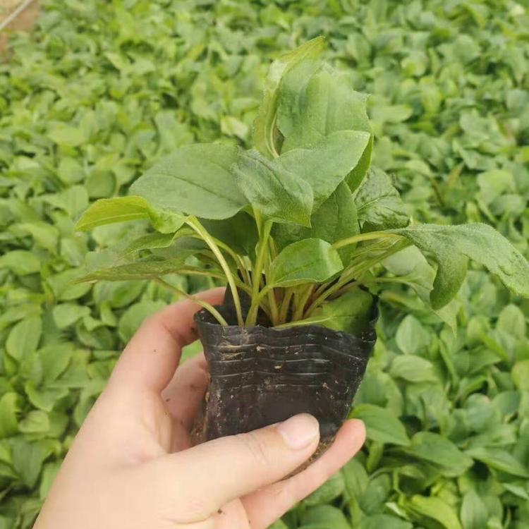 大量供货松果菊   松果菊小苗