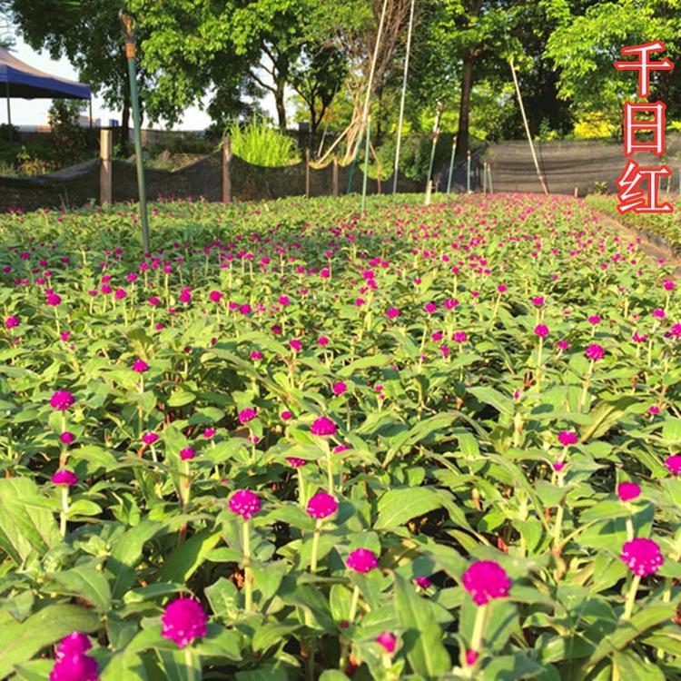 山东火球花价格 火球花批发商 千日红种植基地