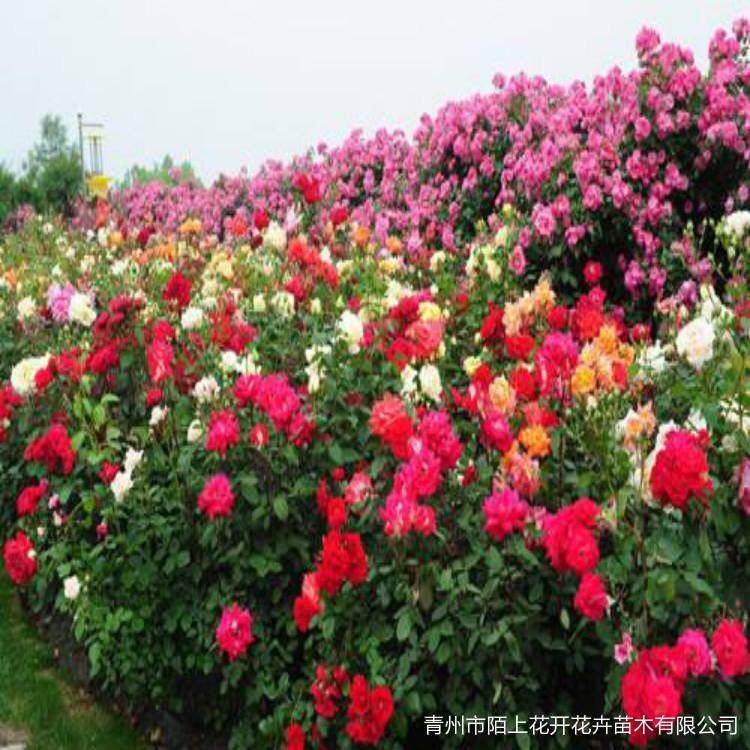 月季花   品种月季    丰花月季   大花月季    红帽月季   黄帽月季  红宝石月季  黄宝石月季  藤本月季  微型月季