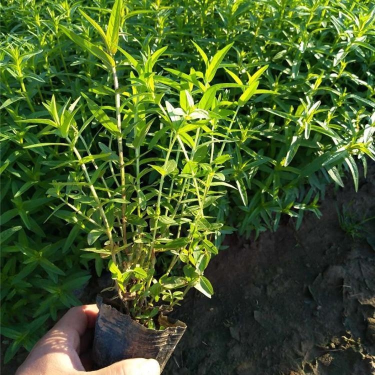 河北千屈菜 山东千屈菜价格 千屈菜报价 千屈菜绿化