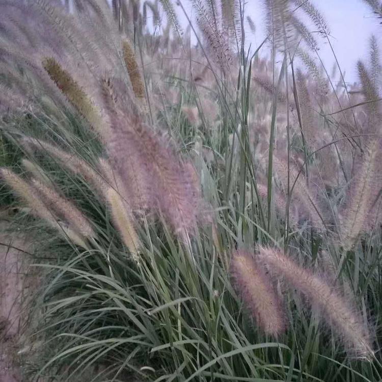 观赏草基地 紫穗狼尾草价格