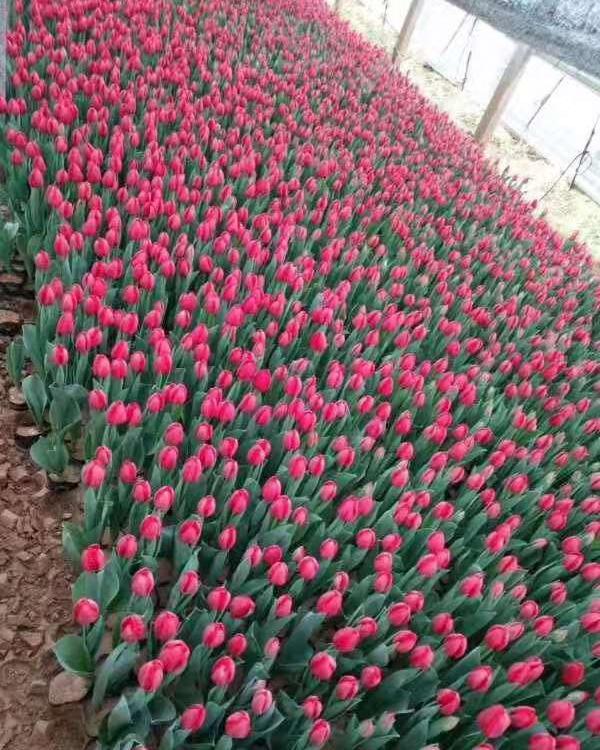 郁金香基地找知千花卉 这里专业种植各类草花