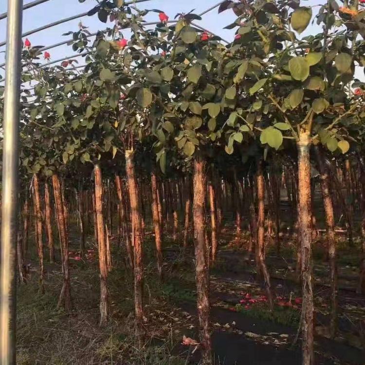 月季树批发   月季树批发基地找知千花卉 这里专业种植各类草花