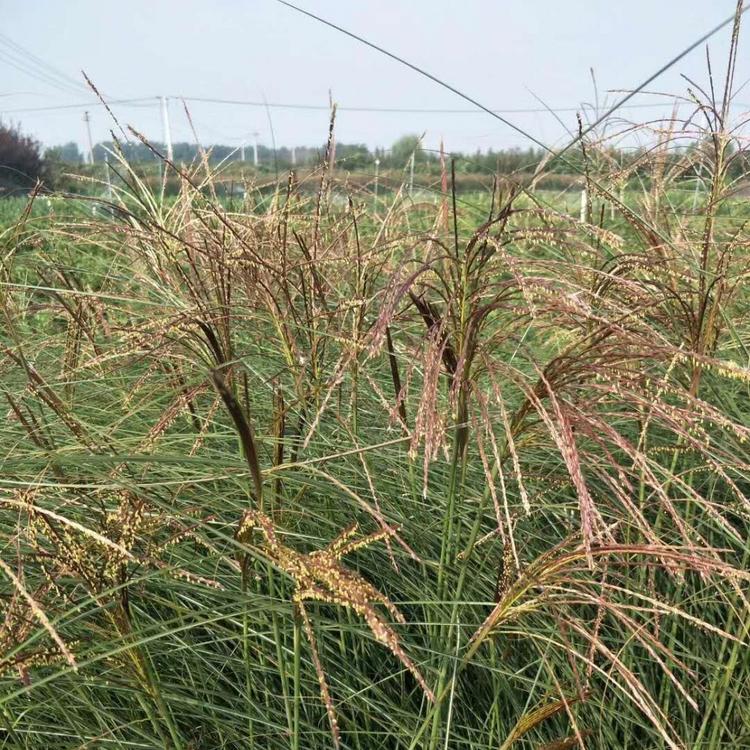 细叶芒价格 观赏草基地