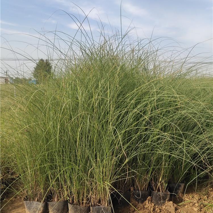 大盆细叶芒价格 观赏草基地