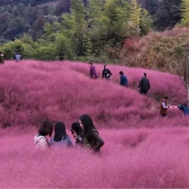 大盆乱子草价格 观赏草基地 乱子草花海