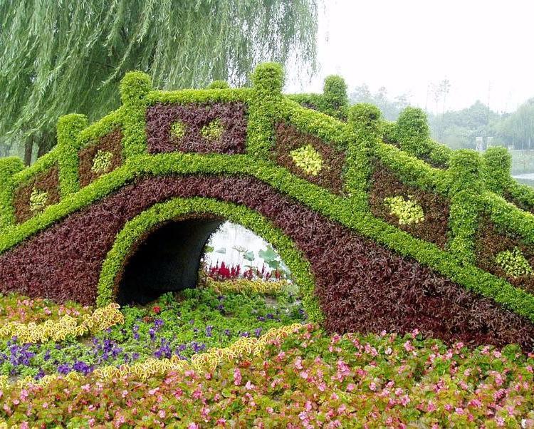 五色草基地种植基地 供应五色草基地 五色草价格