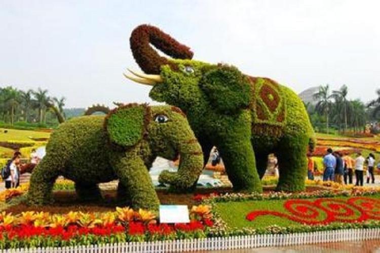 五色草