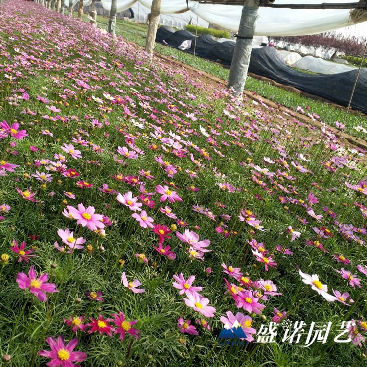 波斯菊小苗 格桑花花苗 宿根花卉 时令草花 地栽盆栽