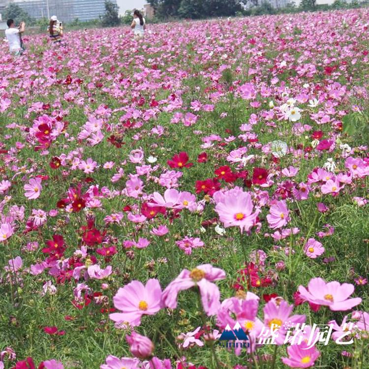 波斯菊花 格桑花苗 草花花卉 基地供应 基地处理