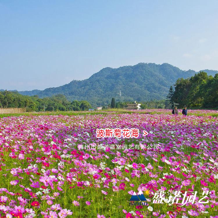 波斯菊小苗 格桑花花苗 园林工程 花卉苗木 花卉基地
