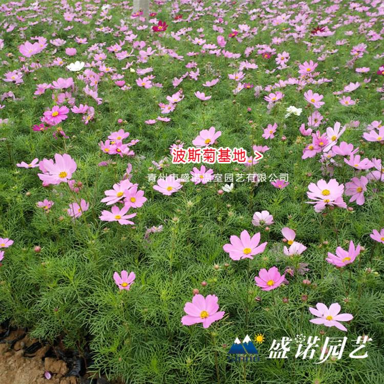 格桑花苗 绿化工程 地栽盆栽