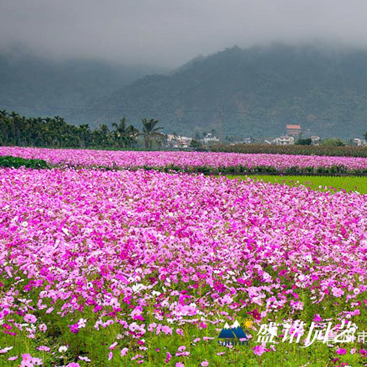 波斯菊小苗 格桑花花苗 宿根地被 小苗嫁接 基地处理