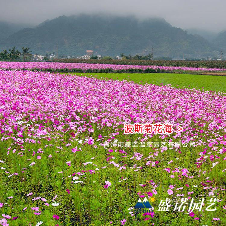 波斯菊苗 格桑花种苗 草花花卉 基地供应 批发报价