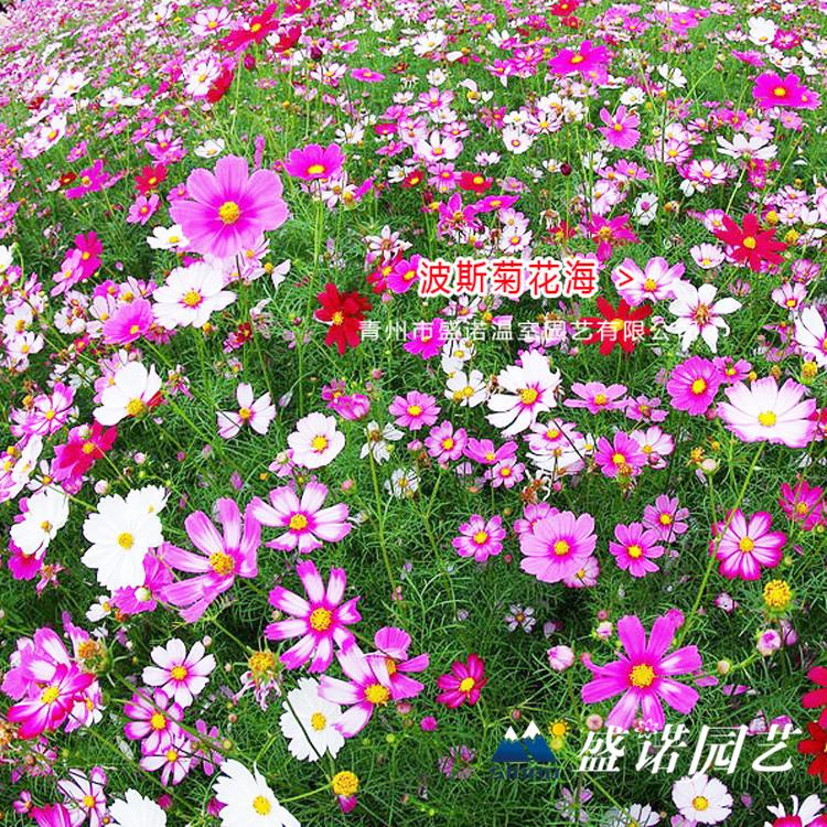 波斯菊小苗 格桑花花苗 宿根地被 小苗嫁接 花卉基地