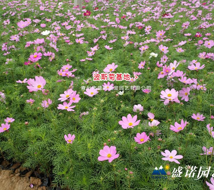 波斯菊小苗 格桑花花苗 宿根地被 小苗嫁接 地栽盆栽