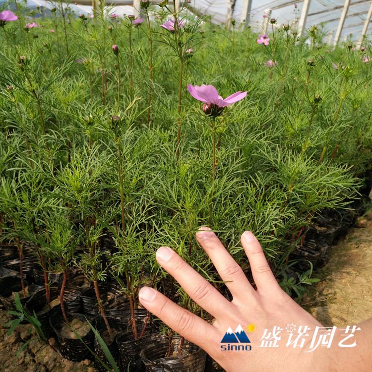 波斯菊小苗 格桑花花苗 宿根地被 小苗嫁接 特价销售